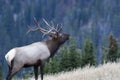 Bull elk calling in the woods Royalty Free Stock Photo