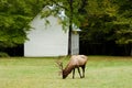 Bull elk in Cataloochee, part of the Smoky Mountains. Royalty Free Stock Photo