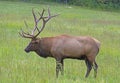 A bull elk in Cataloochee during rutting season.