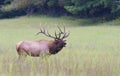 Bull Elk in Cataloochee during the rutting season. Royalty Free Stock Photo