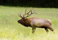 Bull Elk in Cataloochee during the rutting season. Royalty Free Stock Photo