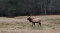 Cataloochee Bull Elk