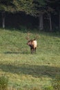 Bull Elk in Cataloochee Valley