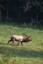 Bull Elk in Cataloochee Valley