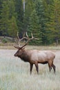 Bull elk, cervus canadensis Royalty Free Stock Photo