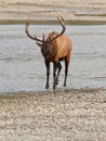 Bull elk, cervus canadensis