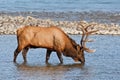 Bull elk, cervus canadensis