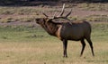 Bull elk Cervus canadensis bugling in Yellowstone National Park. Royalty Free Stock Photo