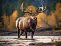 Bull Elk Cervus canadensis Royalty Free Stock Photo