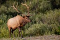 Bull elk Cervus canadensis with a large antlers walking up a hill.