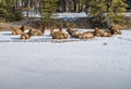 A Bull Elk (Cervus canadensis) Resting with his Harem Royalty Free Stock Photo