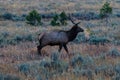 Bull elk (Cervus canadensis) standing Royalty Free Stock Photo