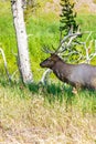 Bull Elk Cervus elaphus feeding in Yellowstone National Park in Wyoming during late August