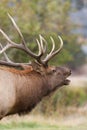 Bull Elk Close up Bugling Royalty Free Stock Photo