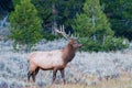 Bull elk Royalty Free Stock Photo