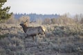 Bull Elk on a Cold Morning in Yellowstone, WY