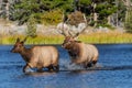 Bull Elk and cow crossing Sprague Lake in Rocky Mountain National Park Royalty Free Stock Photo