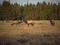 Bull Elk and Cows Royalty Free Stock Photo
