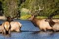 Bull Elk and cows crossing Sprague Lake in Rocky Mountain National Park Royalty Free Stock Photo