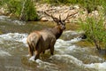 Bull Elk in Creek - Fall River, Rocky Mountain National Park Royalty Free Stock Photo