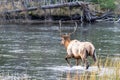 Bull elk crosses the Madison River in Yellowstone National Park