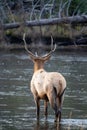 Bull elk crosses the Madison River in Yellowstone National Park