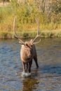 Bull Elk Crosses a Stream Royalty Free Stock Photo