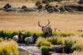 Bull Elk crossing the creek in Moraine Park meadow in Rocky Mountain National Park Royalty Free Stock Photo