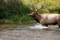 Bull Elk Crossing Mountain Stream Royalty Free Stock Photo