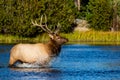 Bull Elk crossing Sprague Lake in Rocky Mountain National Park Royalty Free Stock Photo