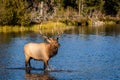 Bull Elk crossing Sprague Lake in Rocky Mountain National Park Royalty Free Stock Photo