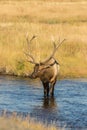 Bull Elk Crossing a Stream Royalty Free Stock Photo