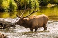 Bull Elk Crossing Stream Bugling Royalty Free Stock Photo