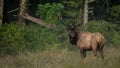 Bull Elk with Dark Rack Looks Back Toward Camera Royalty Free Stock Photo