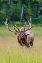 Bull Elk Defends His Harem Royalty Free Stock Photo