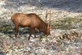 Bull Elk in early snow Royalty Free Stock Photo