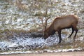Bull Elk in early snow dusting Royalty Free Stock Photo