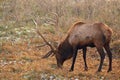 Bull Elk in early snow dusting in a mountain meadow Royalty Free Stock Photo