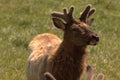 Young Bull Elk with velvet Royalty Free Stock Photo