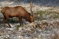 Bull Elk in early snow Royalty Free Stock Photo