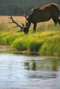 Bull elk eating by stream