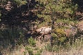 Bull Elk