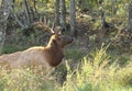 Bull elk emerging from pond Royalty Free Stock Photo