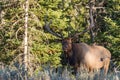 Bull Elk Emerging From timber