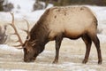 Bull Elk Feeding