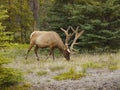 Bull Elk Royalty Free Stock Photo