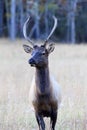 Bull Elk in the Field Royalty Free Stock Photo