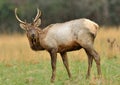 Bull Elk in field Royalty Free Stock Photo
