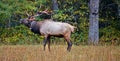 Bull elk in field Royalty Free Stock Photo