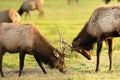 Two Male Bull Elk Sparring Testing Big Game Animal Wildlife Royalty Free Stock Photo